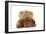 Dogue De Bordeaux Puppy Lying Down-null-Framed Photographic Print