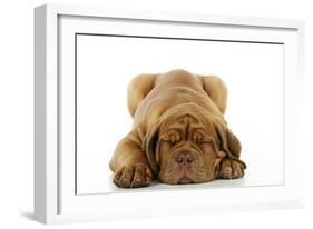 Dogue De Bordeaux Puppy Lying Down-null-Framed Photographic Print