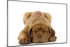 Dogue De Bordeaux Puppy Lying Down-null-Mounted Photographic Print