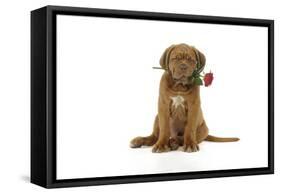 Dogue De Bordeaux Puppy Sitting Down Holding a Rose-null-Framed Stretched Canvas