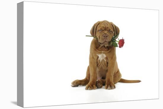 Dogue De Bordeaux Puppy Sitting Down Holding a Rose-null-Stretched Canvas