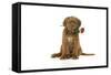 Dogue De Bordeaux Puppy Sitting Down Holding a Rose-null-Framed Stretched Canvas