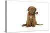 Dogue De Bordeaux Puppy Sitting Down Holding a Rose-null-Stretched Canvas