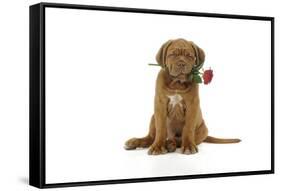 Dogue De Bordeaux Puppy Sitting Down Holding a Rose-null-Framed Stretched Canvas
