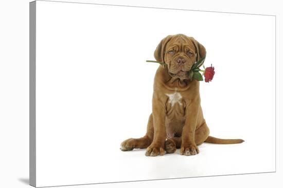 Dogue De Bordeaux Puppy Sitting Down Holding a Rose-null-Stretched Canvas