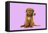 Dogue De Bordeaux Puppy Sitting Down Holding a Rose-null-Framed Stretched Canvas