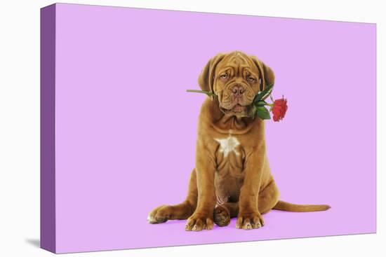 Dogue De Bordeaux Puppy Sitting Down Holding a Rose-null-Stretched Canvas