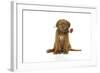 Dogue De Bordeaux Puppy Sitting Down Holding a Rose-null-Framed Photographic Print