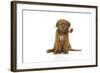 Dogue De Bordeaux Puppy Sitting Down Holding a Rose-null-Framed Photographic Print