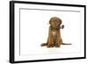 Dogue De Bordeaux Puppy Sitting Down Holding a Rose-null-Framed Photographic Print
