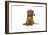 Dogue De Bordeaux Puppy Sitting Down Holding a Rose-null-Framed Photographic Print