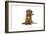 Dogue De Bordeaux Puppy Sitting Down Holding a Rose-null-Framed Photographic Print