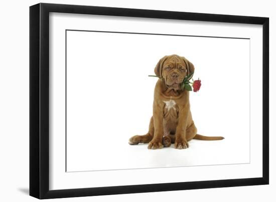 Dogue De Bordeaux Puppy Sitting Down Holding a Rose-null-Framed Photographic Print