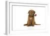 Dogue De Bordeaux Puppy Sitting Down Holding a Rose-null-Framed Photographic Print