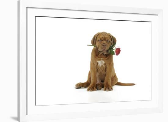 Dogue De Bordeaux Puppy Sitting Down Holding a Rose-null-Framed Photographic Print