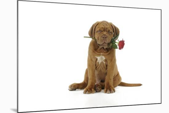 Dogue De Bordeaux Puppy Sitting Down Holding a Rose-null-Mounted Photographic Print