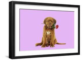 Dogue De Bordeaux Puppy Sitting Down Holding a Rose-null-Framed Photographic Print