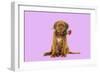 Dogue De Bordeaux Puppy Sitting Down Holding a Rose-null-Framed Photographic Print