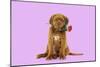 Dogue De Bordeaux Puppy Sitting Down Holding a Rose-null-Mounted Photographic Print