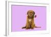 Dogue De Bordeaux Puppy Sitting Down Holding a Rose-null-Framed Photographic Print