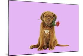 Dogue De Bordeaux Puppy Sitting Down Holding a Rose-null-Mounted Photographic Print