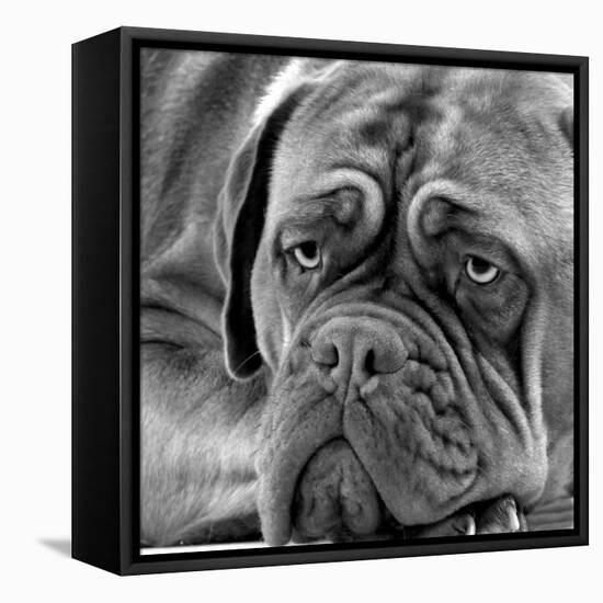 Dogue De Bordeaux-null-Framed Stretched Canvas