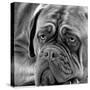 Dogue De Bordeaux-null-Stretched Canvas