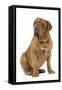 Dogue De Bordeaux-null-Framed Stretched Canvas