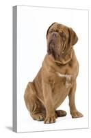 Dogue De Bordeaux-null-Stretched Canvas