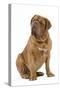 Dogue De Bordeaux-null-Stretched Canvas