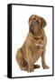 Dogue De Bordeaux-null-Framed Stretched Canvas