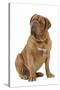 Dogue De Bordeaux-null-Stretched Canvas