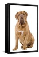 Dogue De Bordeaux-null-Framed Stretched Canvas