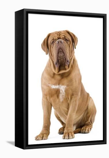 Dogue De Bordeaux-null-Framed Stretched Canvas