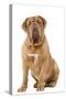 Dogue De Bordeaux-null-Stretched Canvas