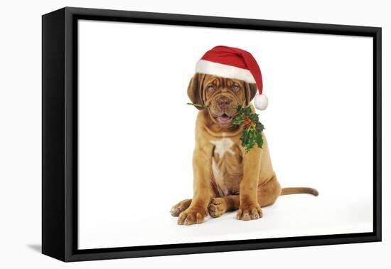 Dogue De Bordeaux-null-Framed Stretched Canvas