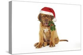 Dogue De Bordeaux-null-Stretched Canvas