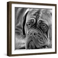 Dogue De Bordeaux-null-Framed Photographic Print