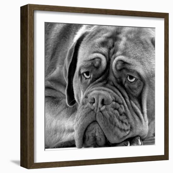 Dogue De Bordeaux-null-Framed Photographic Print