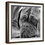 Dogue De Bordeaux-null-Framed Photographic Print