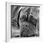 Dogue De Bordeaux-null-Framed Photographic Print