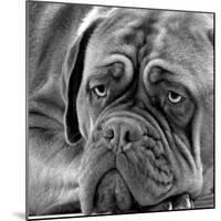 Dogue De Bordeaux-null-Mounted Photographic Print