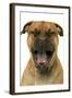 Dogue De Bordeaux-null-Framed Photographic Print