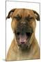 Dogue De Bordeaux-null-Mounted Photographic Print