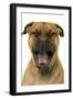 Dogue De Bordeaux-null-Framed Photographic Print