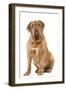 Dogue De Bordeaux-null-Framed Photographic Print