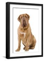 Dogue De Bordeaux-null-Framed Photographic Print