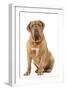 Dogue De Bordeaux-null-Framed Photographic Print