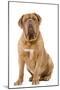 Dogue De Bordeaux-null-Mounted Photographic Print