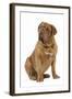 Dogue De Bordeaux-null-Framed Photographic Print